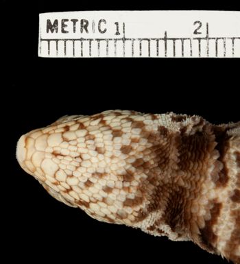 Media type: image;   Herpetology R-22665 Aspect: head ventral